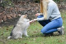 Reliable Pet Sitting | Dog Walking | Training and More! - Photo 4