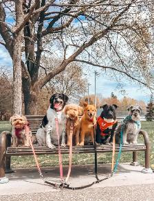 Reliable Pet Sitting | Dog Walking | Training and More! - Photo 5
