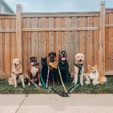 Reliable Pet Sitting | Dog Walking | Training and More! - Photo 6