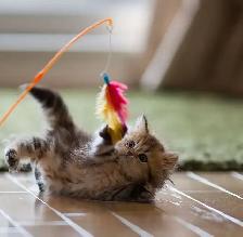 Reliable Pet Sitting | Dog Walking | Training and More! - Photo 8
