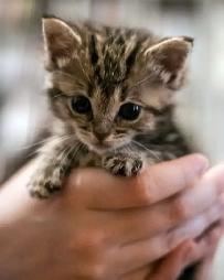 Reliable Pet Sitting | Dog Walking | Training and More! - Photo 9