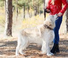 Reliable Pet Sitting | Dog Walking | Training and More! - Photo 10
