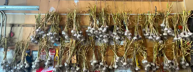 HARD NECK 'winter' garlic