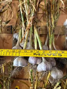 HARD NECK 'winter' garlic - Photo 2