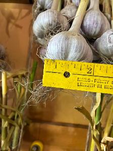 HARD NECK 'winter' garlic - Photo 3