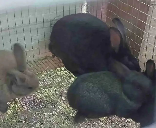 Trio lapin a chair