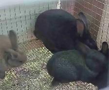 Trio lapin a chair