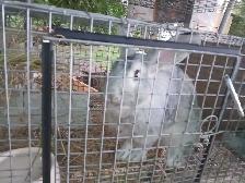 Trio lapin a chair - Photo 2