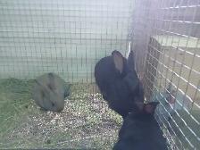Trio lapin a chair - Photo 3