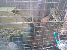 Trio lapin a chair - Photo 4