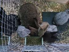 Trio lapin a chair - Photo 5