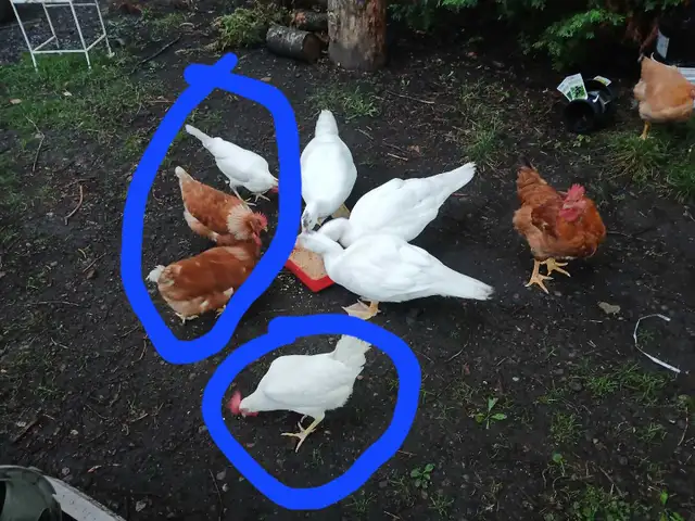 Poule pondeuses et moulée