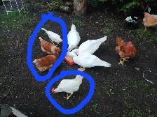 Poule pondeuses et moulée