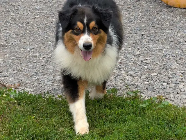 Adult Mini Aussie for sale