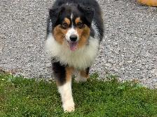 Adult Mini Aussie for sale