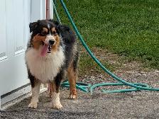 Adult Mini Aussie for sale - Photo 2