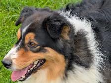 Adult Mini Aussie for sale - Photo 3