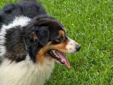Adult Mini Aussie for sale - Photo 4