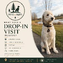 Dog walking & drop in visits - Photo 2