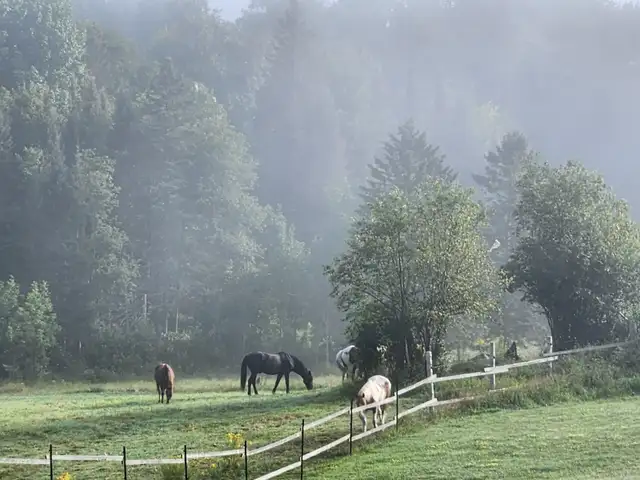 Horse board