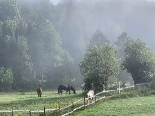 Horse board