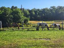 Horse board - Photo 2