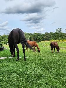 Horse board - Photo 3
