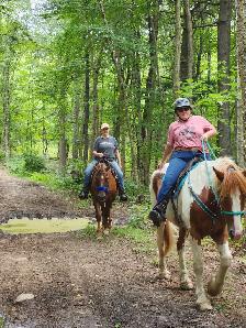 Horse board - Photo 4
