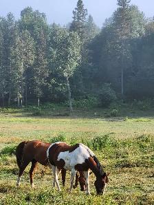 Horse board - Photo 5
