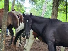 Horse board - Photo 6