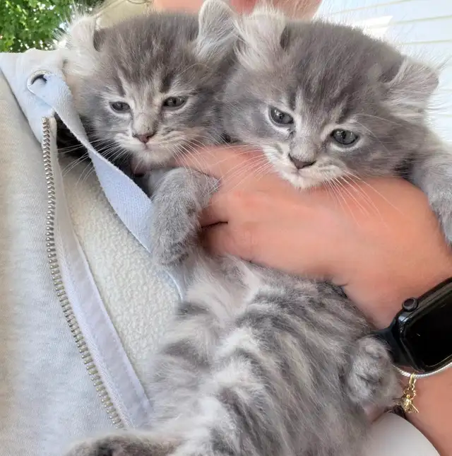 Highland lynx croisé