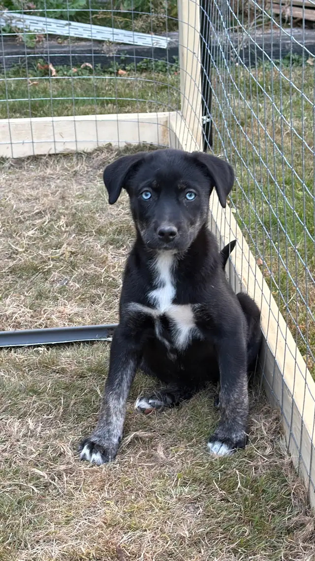 ❤️READY NOW❤️husky x staffy