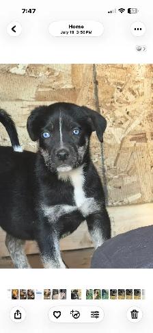 ❤️READY NOW❤️husky x staffy - Photo 2