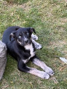 ❤️READY NOW❤️husky x staffy - Photo 3