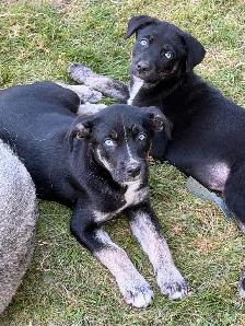 ❤️READY NOW❤️husky x staffy - Photo 4