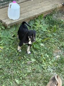 ❤️READY NOW❤️husky x staffy - Photo 5