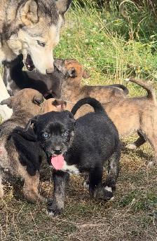 ❤️READY NOW❤️husky x staffy - Photo 6