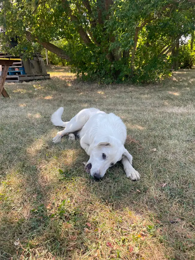 Blue collar LGD pup