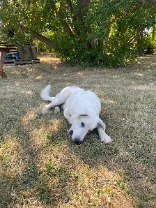 Blue collar LGD pup