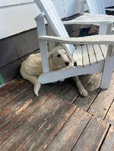 Blue collar LGD pup - Photo 2
