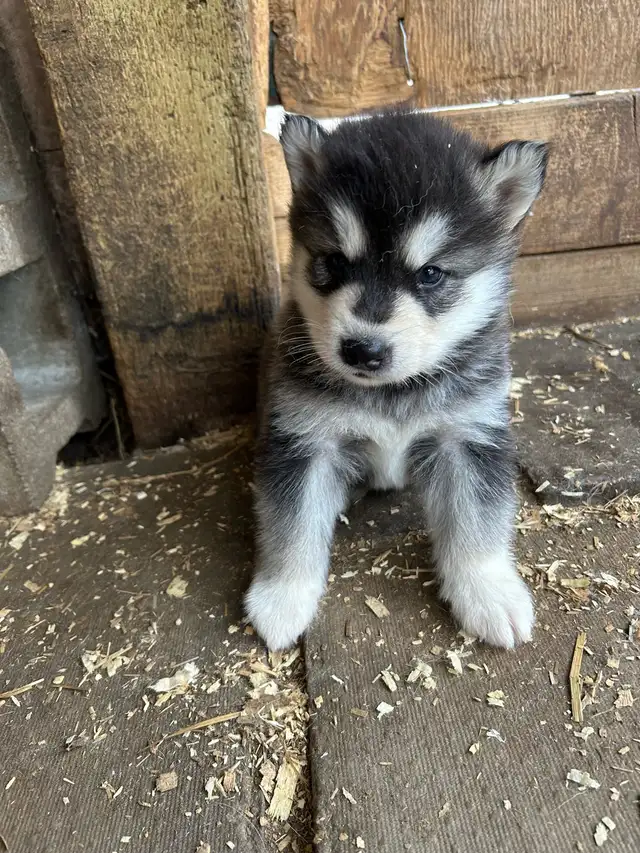 malamute puppies for sale