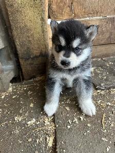 malamute puppies for sale