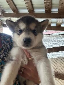 malamute puppies for sale - Photo 2