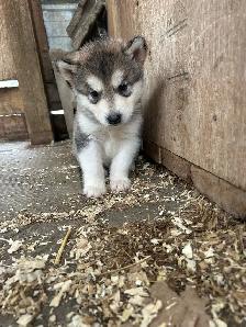 malamute puppies for sale - Photo 3