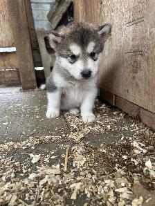 malamute puppies for sale - Photo 4