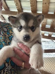 malamute puppies for sale - Photo 5