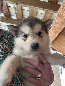 malamute puppies for sale - Photo 6
