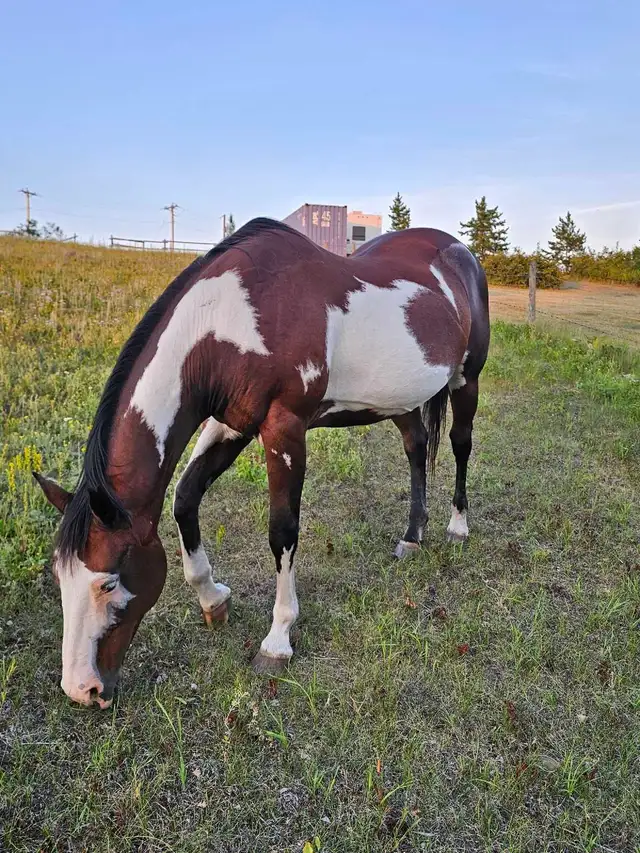 25 year old Broke Mare