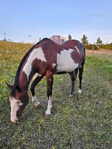 25 year old Broke Mare