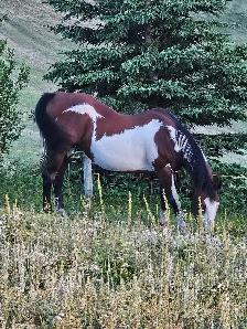 25 year old Broke Mare - Photo 2